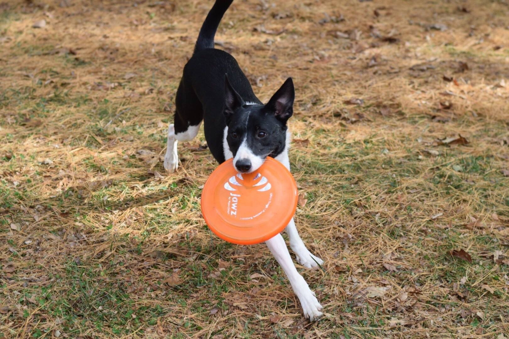 Dog holding frisbee