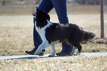 Contact Dog Sense in Lancaster, PA