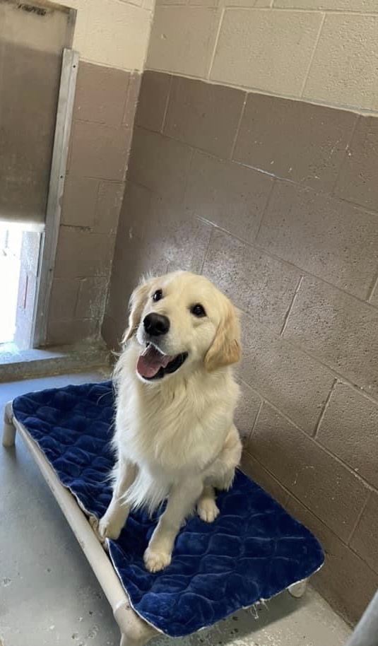 Daycare dog.