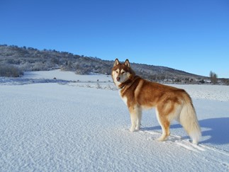 Siberian Husky