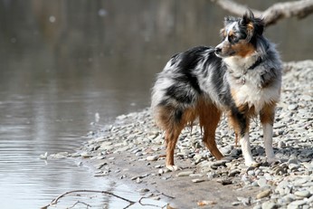 Shepherd Dog