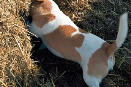 Dog in a barn hunt