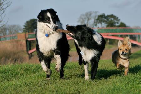 dogs playing