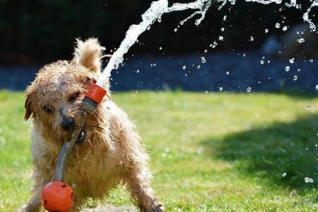 dog playing with water