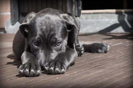 puppy on a deck 