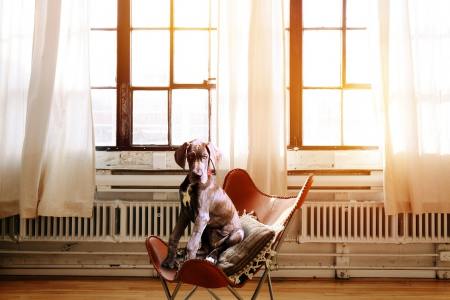 dog on a chair