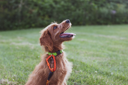 Happy dog.