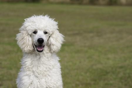 The knowledgable dog professionals at Lancaster, PA’s Dogsense Learning Center for dog training give us some insight into what dogs need to be groomed often.