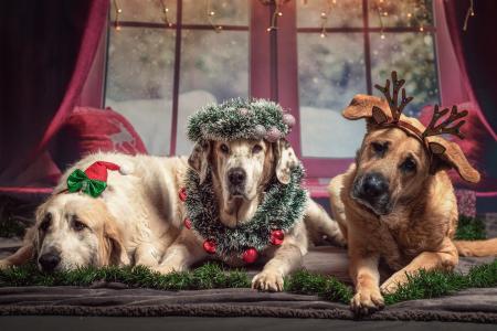 Christmas Dogs