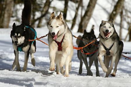 Sled Dogs pulling a sled