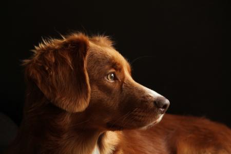 Dog staring into the dark