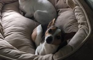 Tier Two Dog Boarding $33 per day