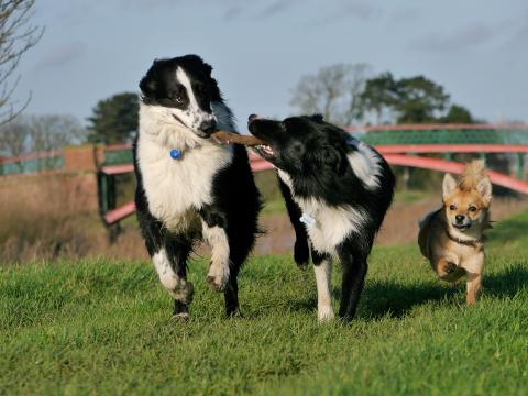 dogs playing