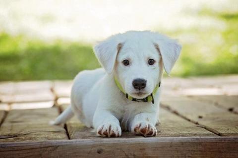 puppy outside