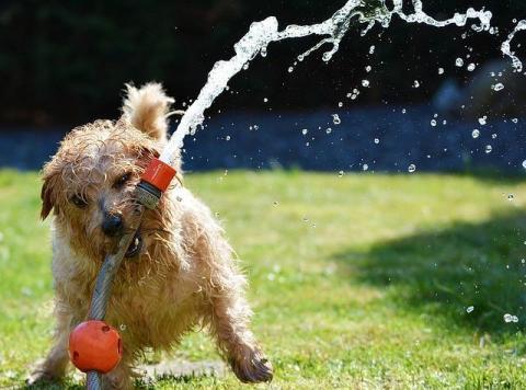 dog playing with water