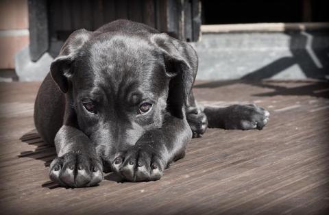 puppy on a deck