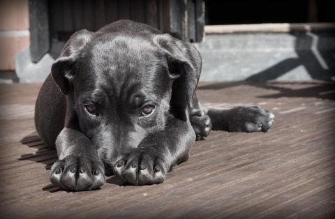 puppy on a deck 