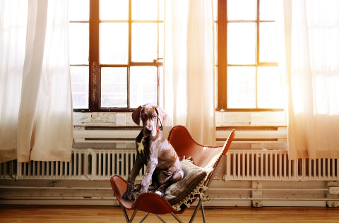 dog on a chair