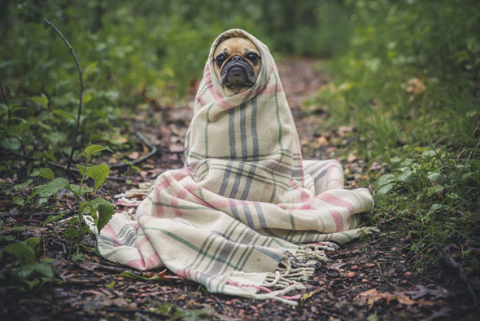 The dog lovers here at Dog Sense give you a few fun ways to spruce up your fall schedule with your dog.