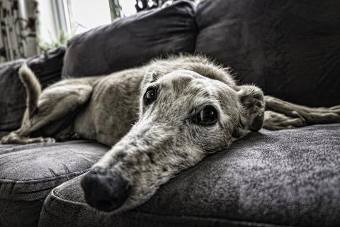 Old Dog on Couch