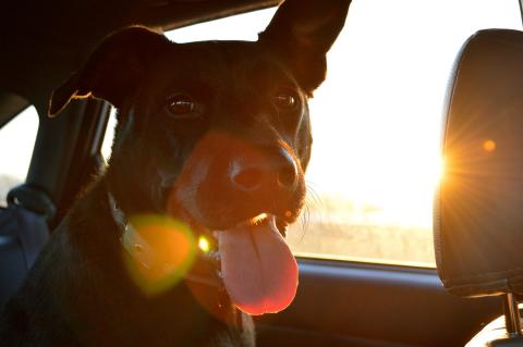 Dog in a car