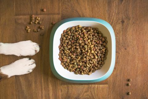 A bowl of dog food