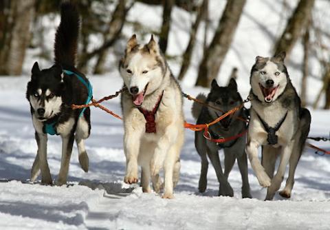Sled Dogs pulling a sled