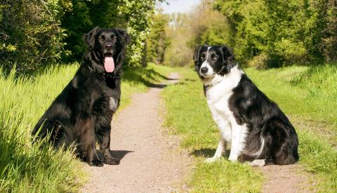 Two dogs posing on a dirt road