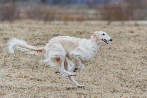 Dog running a fast CAT event