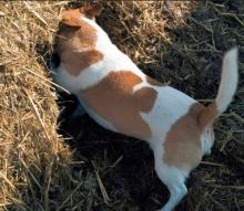 Dog in a barn hunt