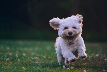 dog running