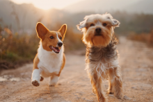 Dogs playing together