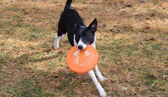 Dog holding frisbee